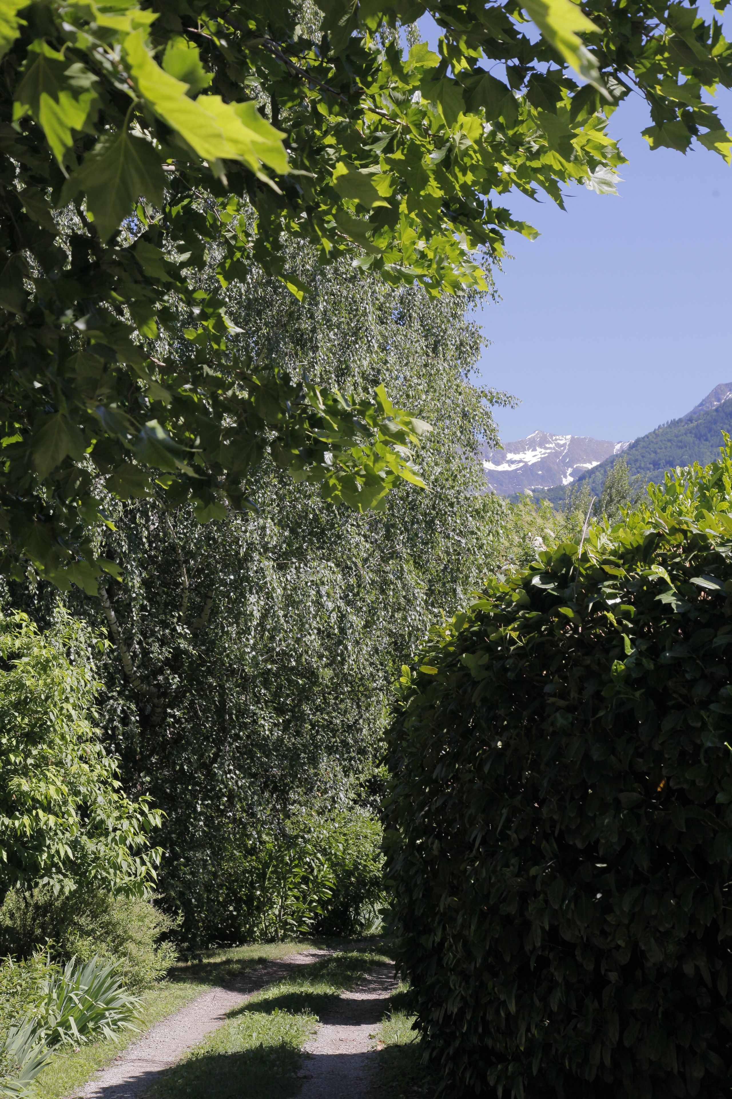 A narrow path surrounded by dense foliage and a mountain in the background.