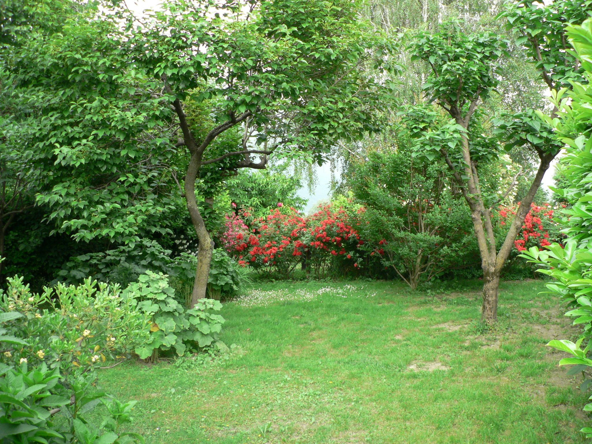Un jardin luxuriant, avec différentes espèces d’arbres et de plantes à fleurs.
