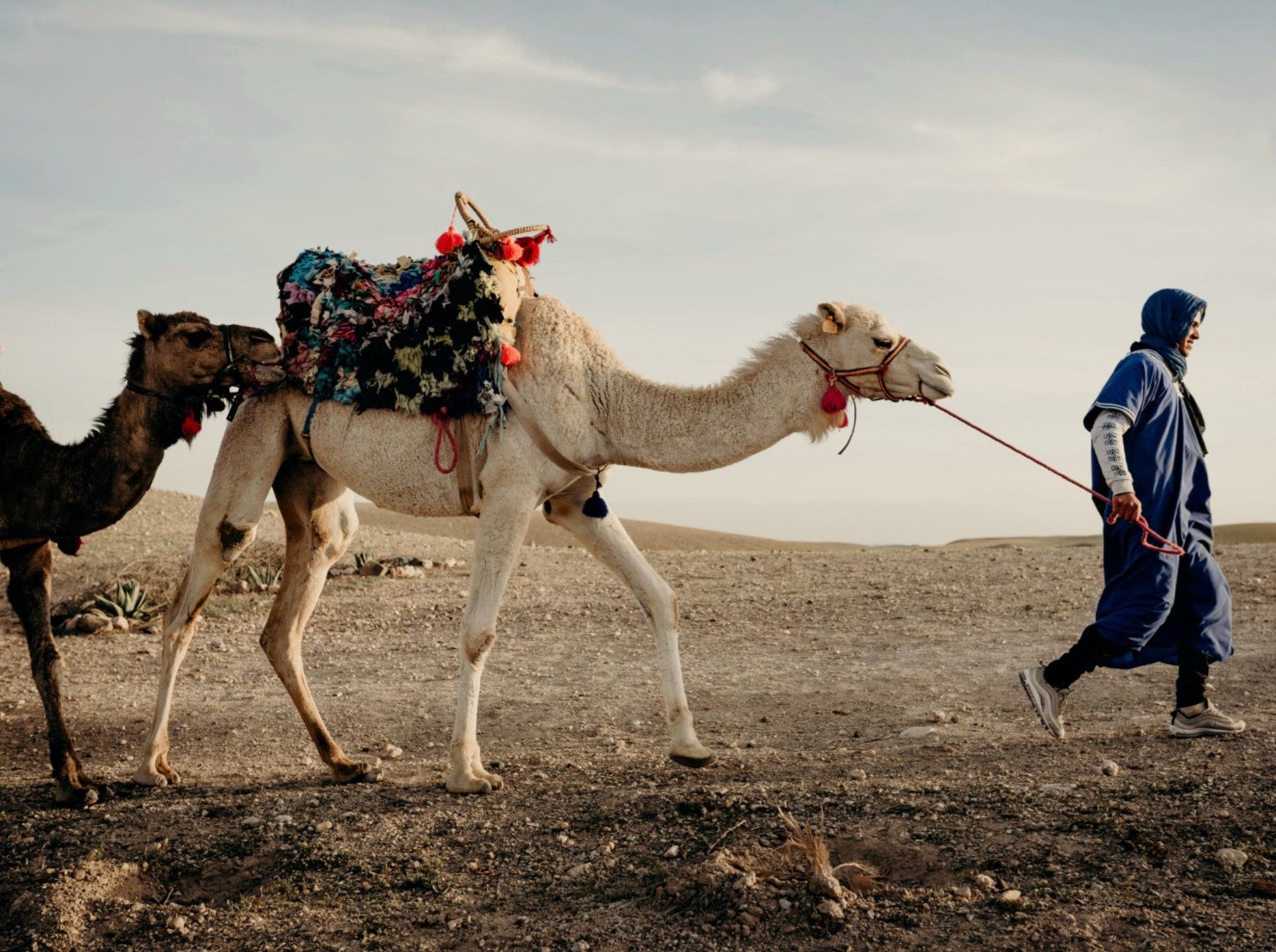 A camel with a rider in a desert environment.