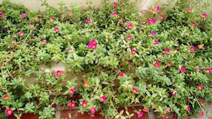 A garden with dense green foliage and pink flowers.