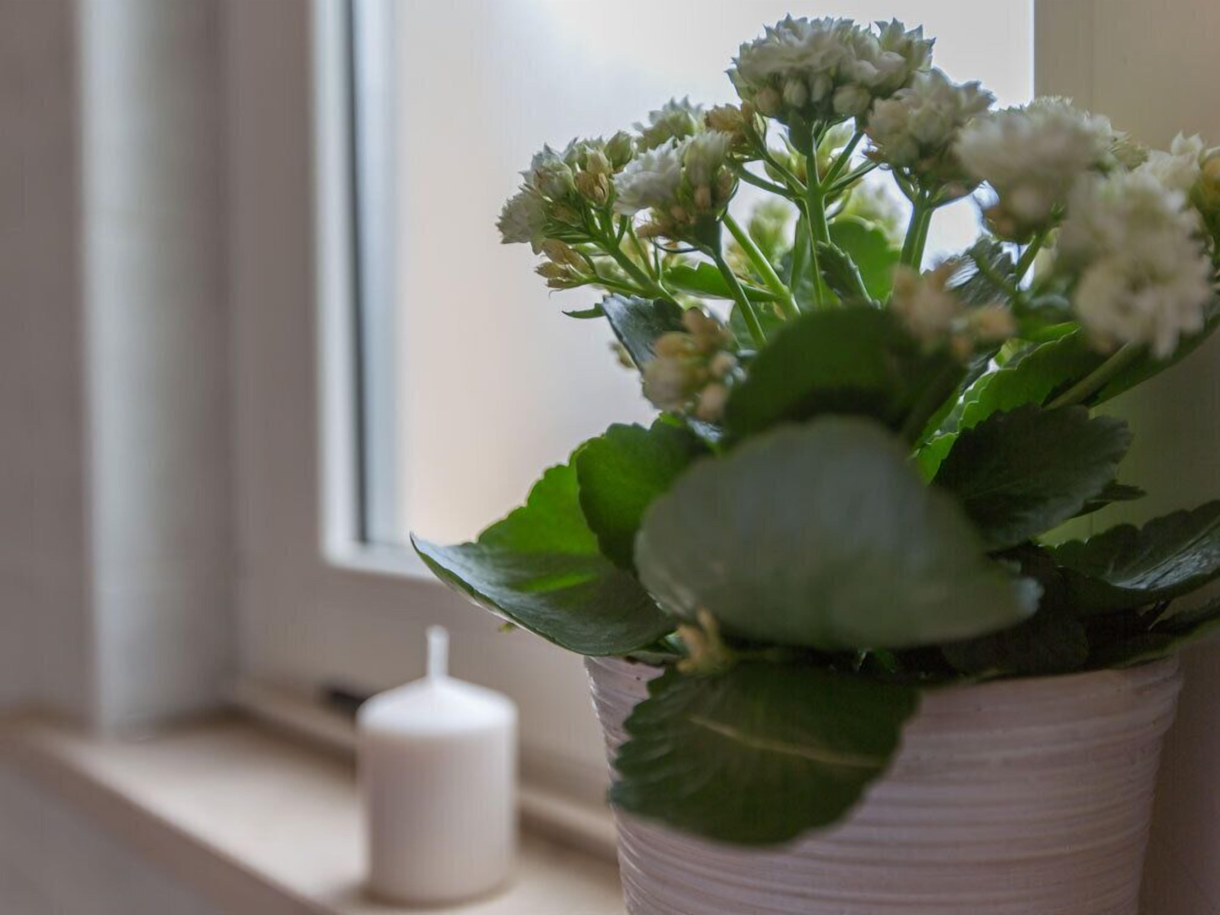 Une plante en pot, avec des feuilles vertes et des fleurs blanches, est posée sur un rebord de fenêtre, à côté d’une bougie blanche.