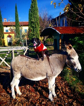 A donkey with a dog on its back, surrounded by autumn leaves and a fenced area with a house in the background. - B&B Corteprimavera (Passirano)