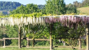 Une pergola en bois ornée de plantes suspendues, située dans un champ herbeux.