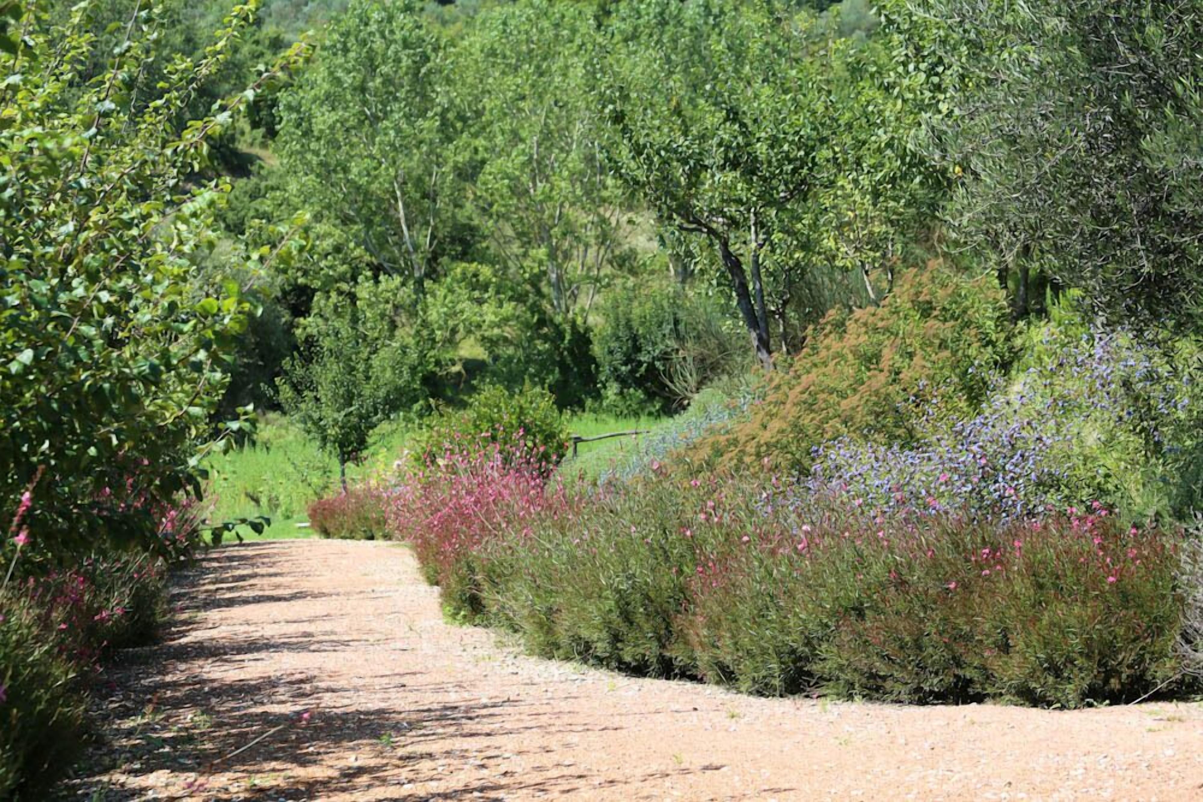 Un sentier de terre serpente à travers un jardin luxuriant, parsemé de divers arbustes et de fleurs.