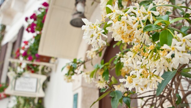 Un edificio de paredes blancas con un balcón decorado con flores blancas.
