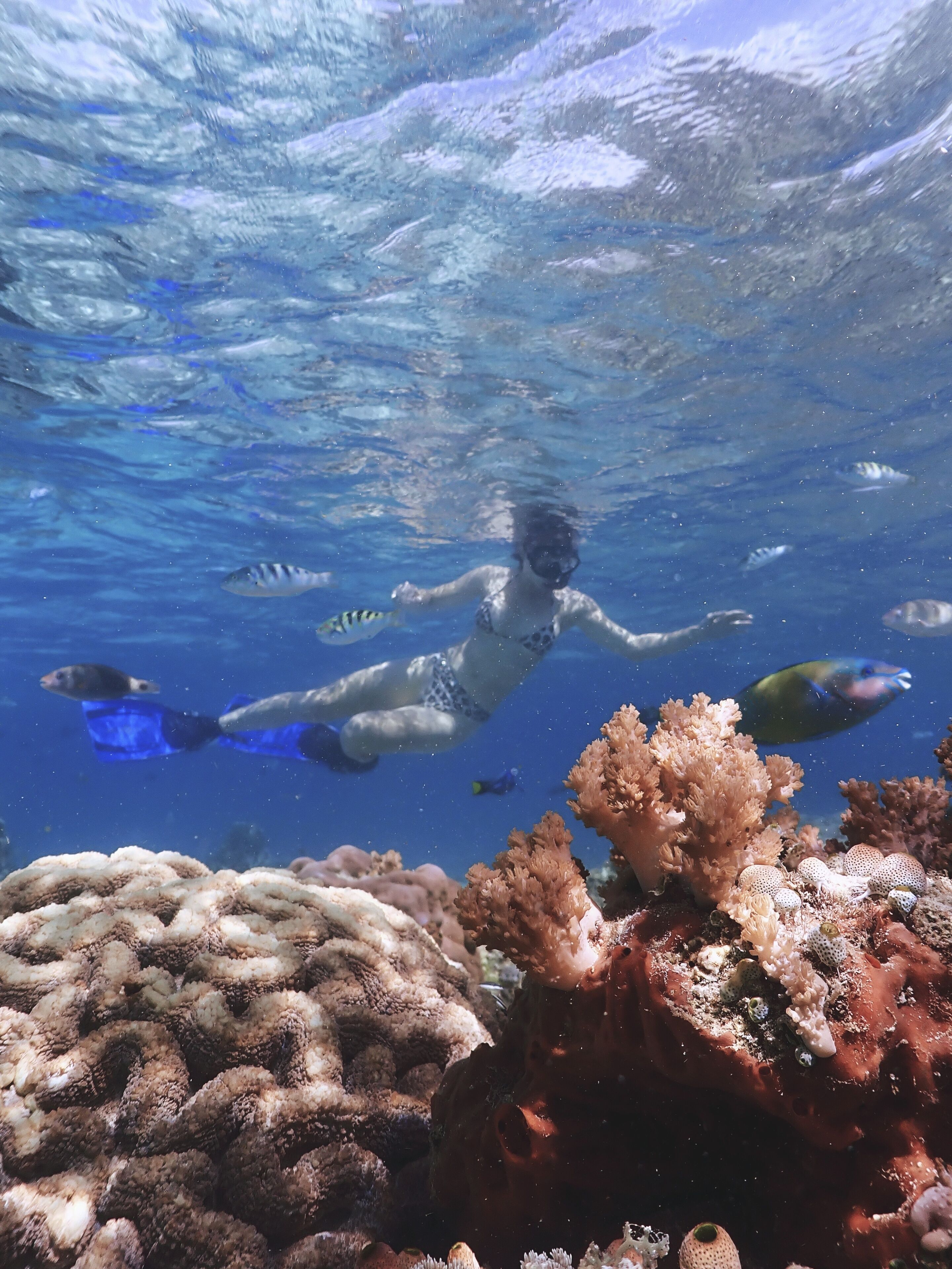 An underwater scene with a person snorkeling, surrounded by coral and fish.