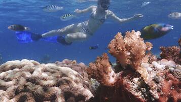 An underwater scene with a person snorkeling, surrounded by coral and fish.
