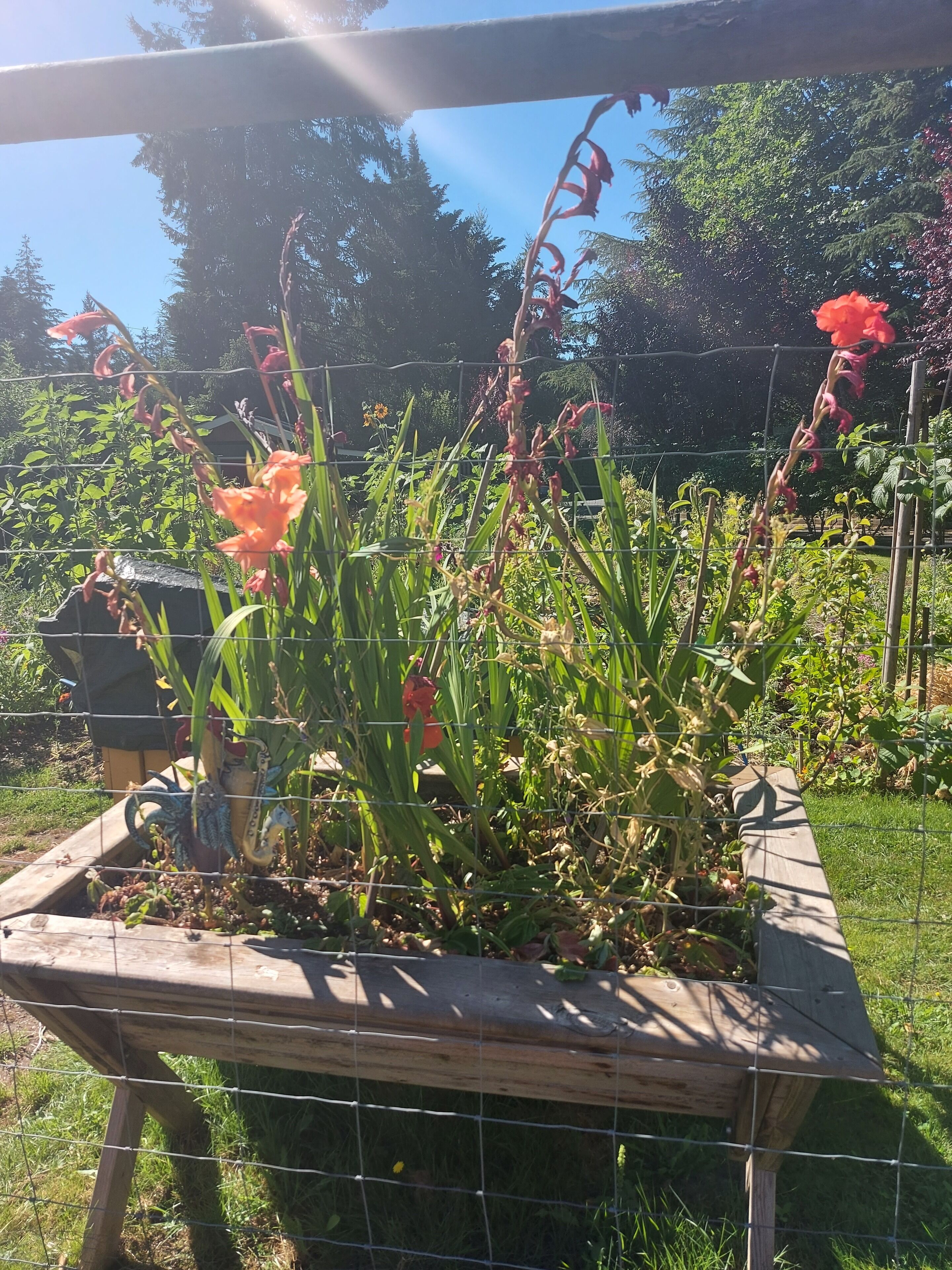Cama de jardín con diversas plantas y flores, rodeada por una valla de madera.