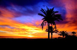 A sunset with palm trees silhouetted against a vibrant sky. - Sun Studio @ Valencia - Excellent - with Balcony :) City Center (Valencia)