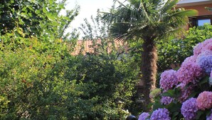 Un jardín con vegetación exuberante, una palmera e hidrangeas rosadas.