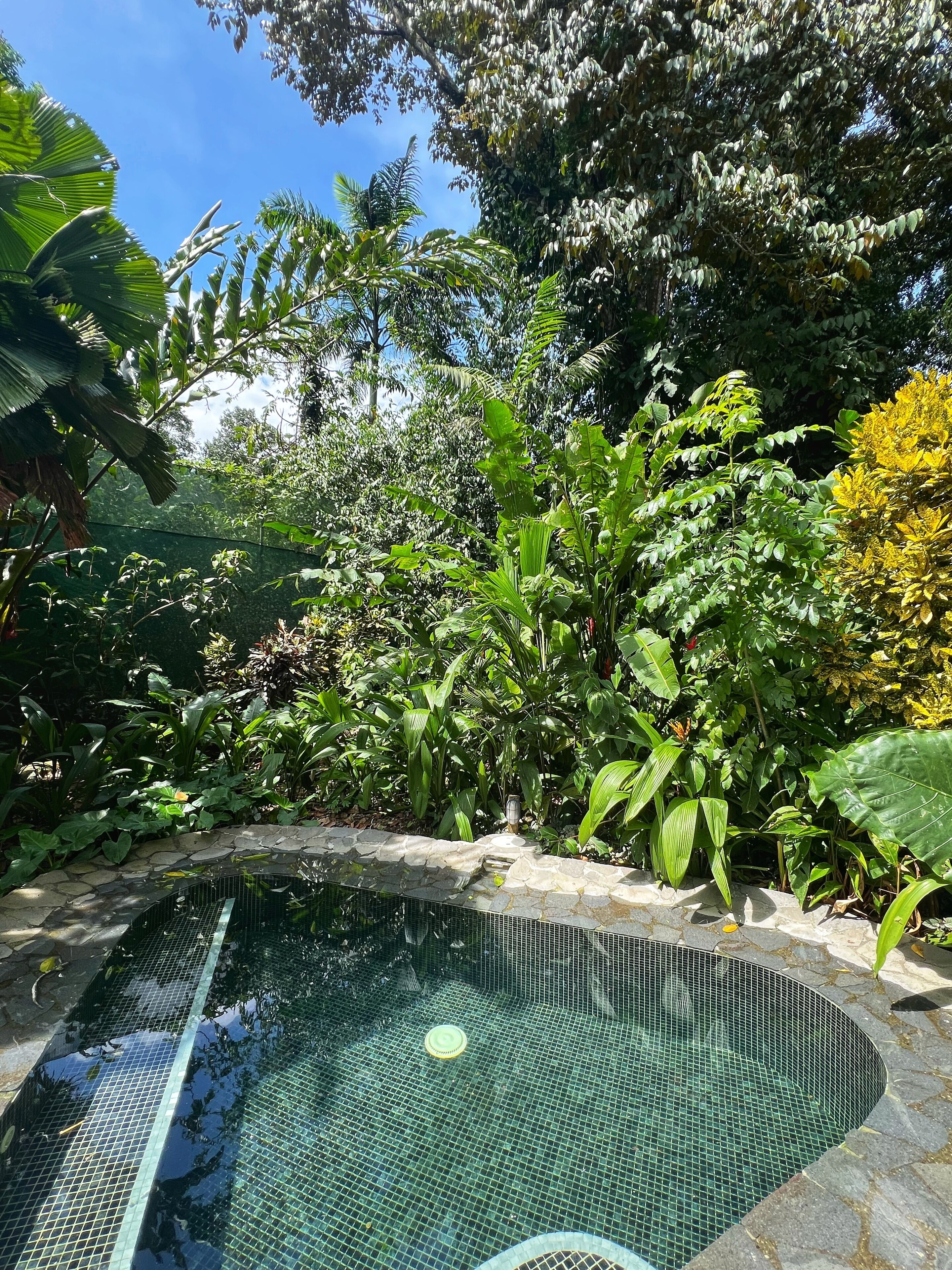 A swimming pool with a stone border, surrounded by lush greenery and trees.