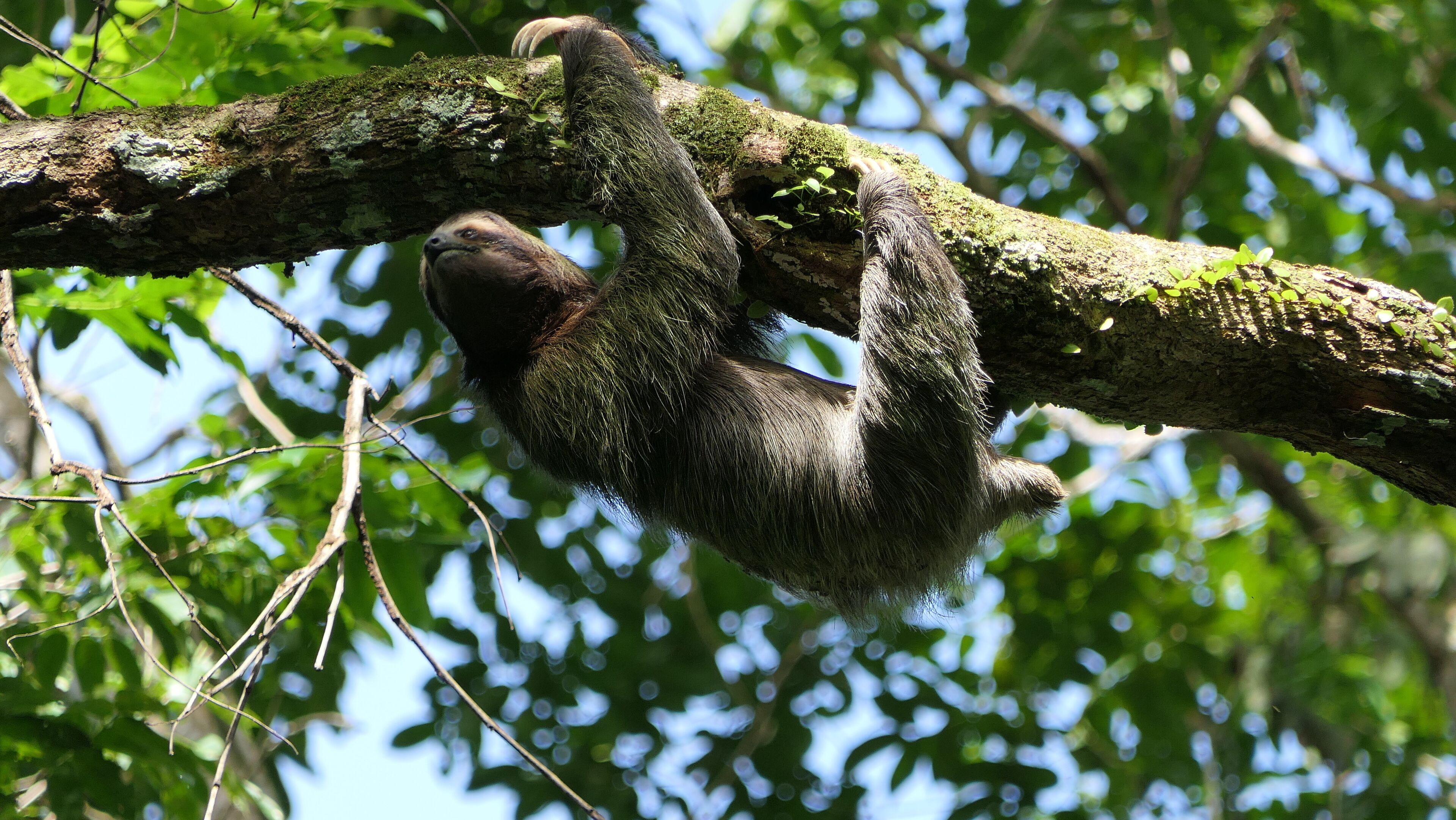 A sloth hanging from a tree branch.