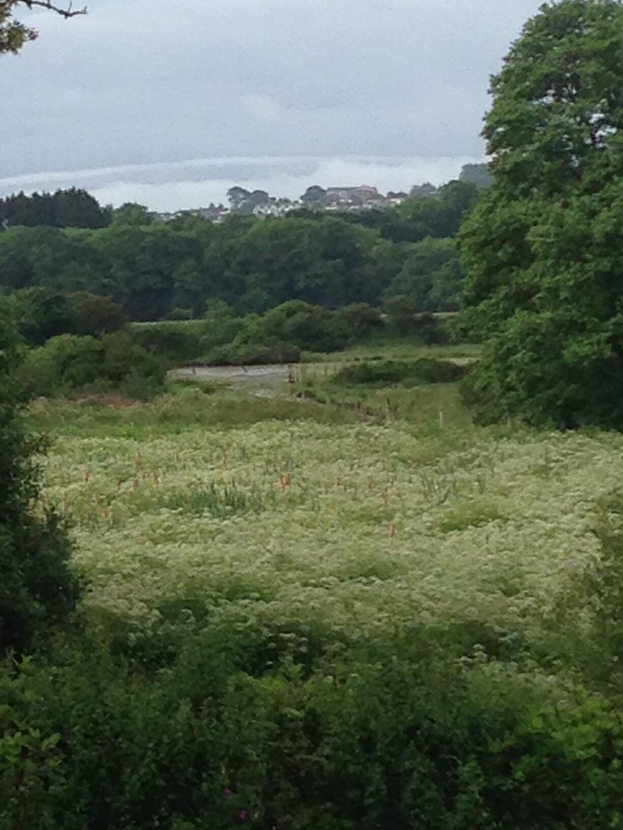 Salt Marsh Nature Reserve