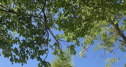 Williams Estate Sunny Antiguassa