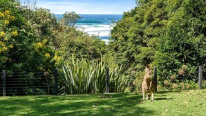 Un kangourou dans une zone herbeuse, avec vue sur l’océan.