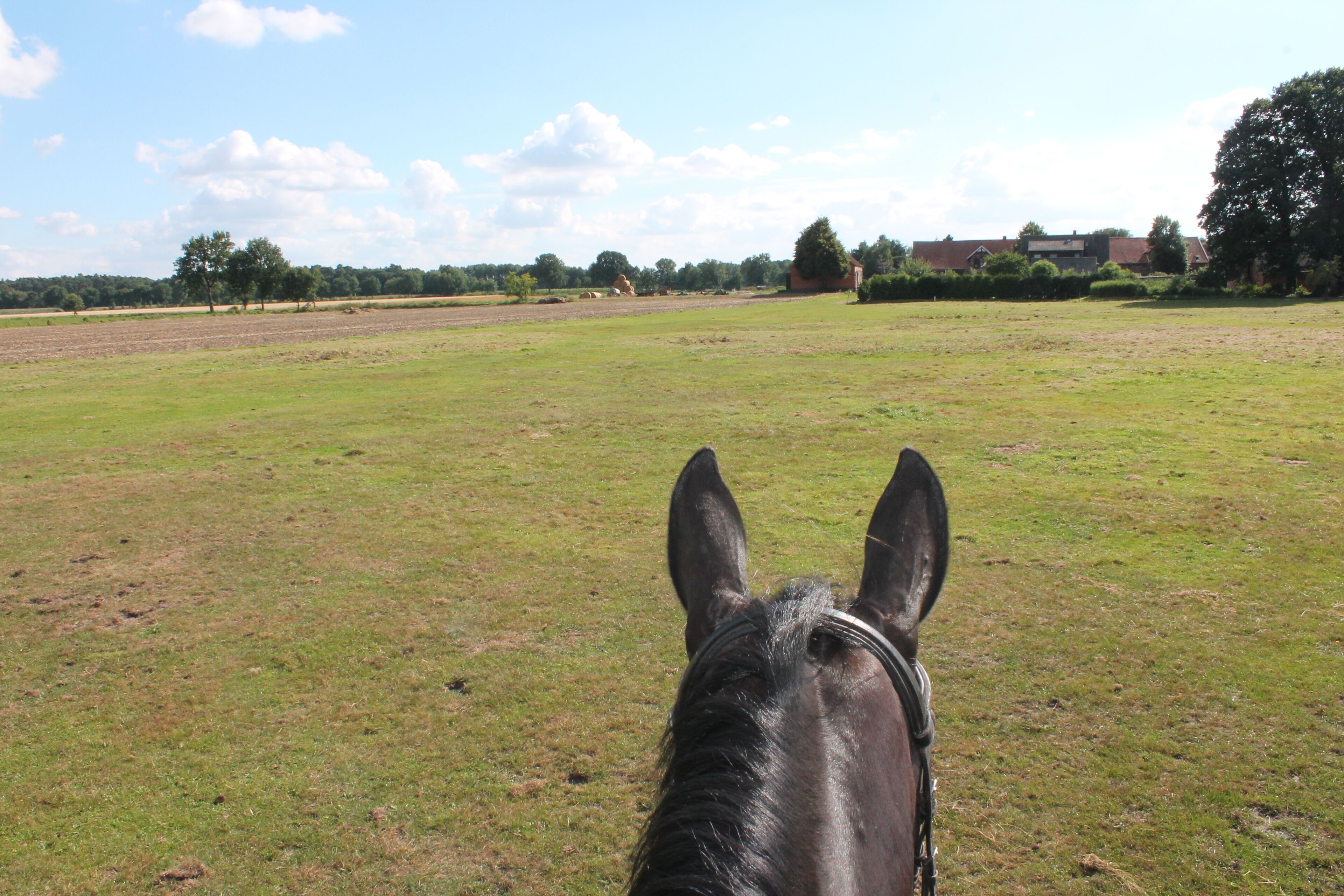 Een paard in een grasveld, met een gebouw op de achtergrond.