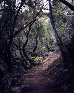 A forest path with dense trees and undergrowth. - Ocean/volcano views, terrace, wifi, concierge [B] (Icod de los Vinos)