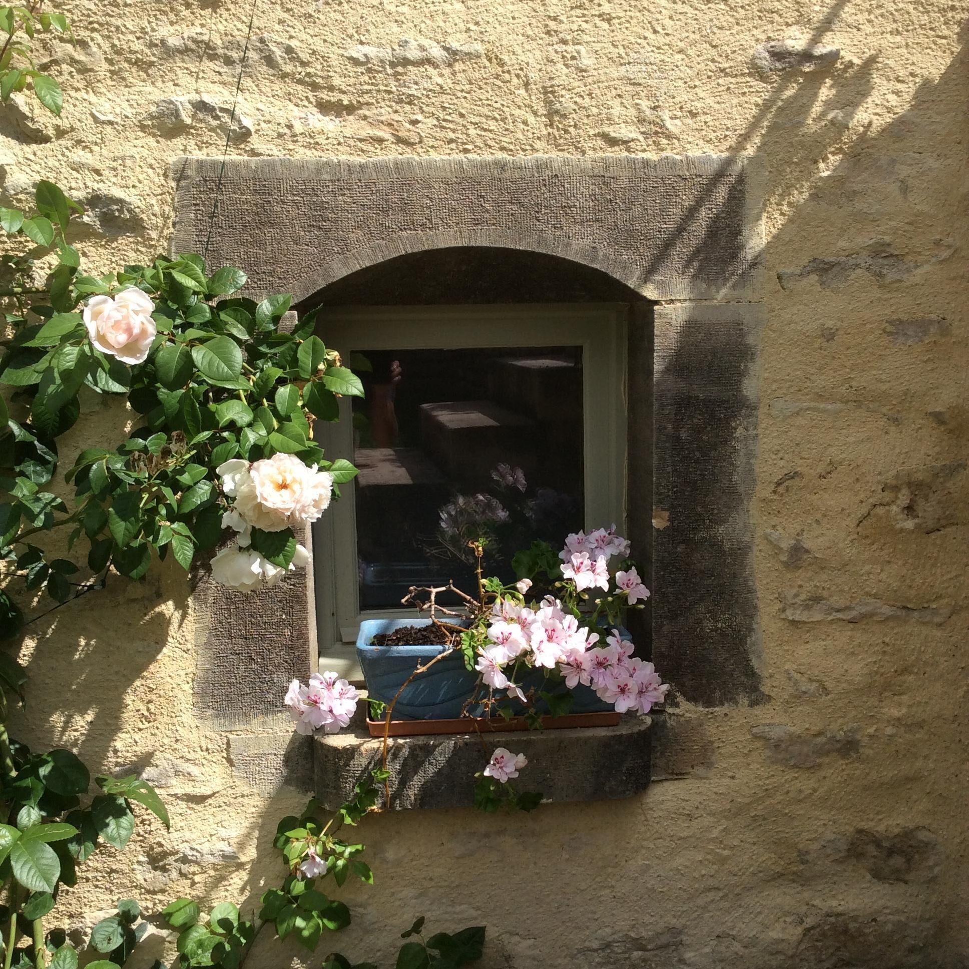 Una finestra con stipite in pietra, circondata da rose rampicanti e un vaso con fiori rosa.