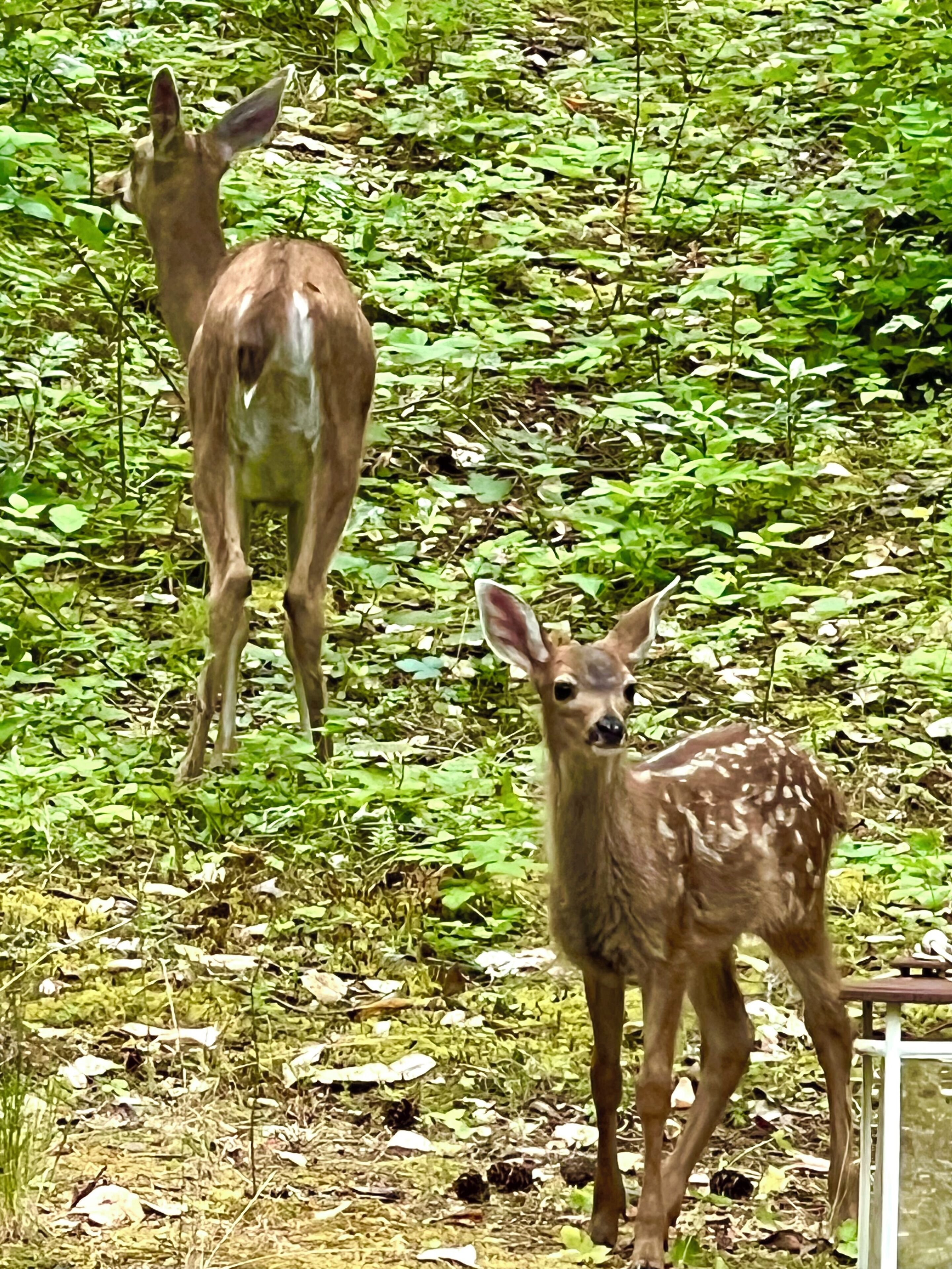 Two deer in a natural setting with dense green foliage.