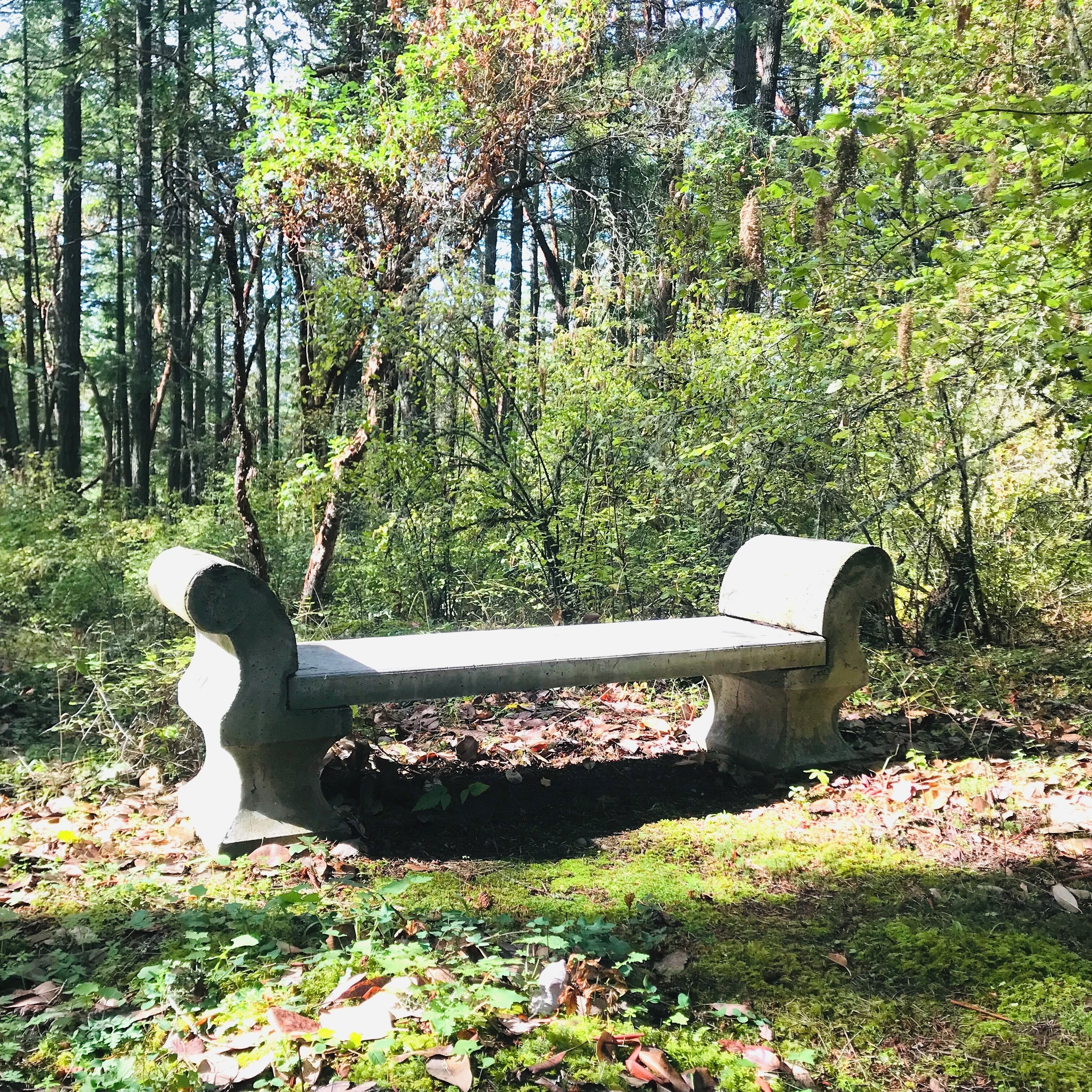A park bench surrounded by dense forest.