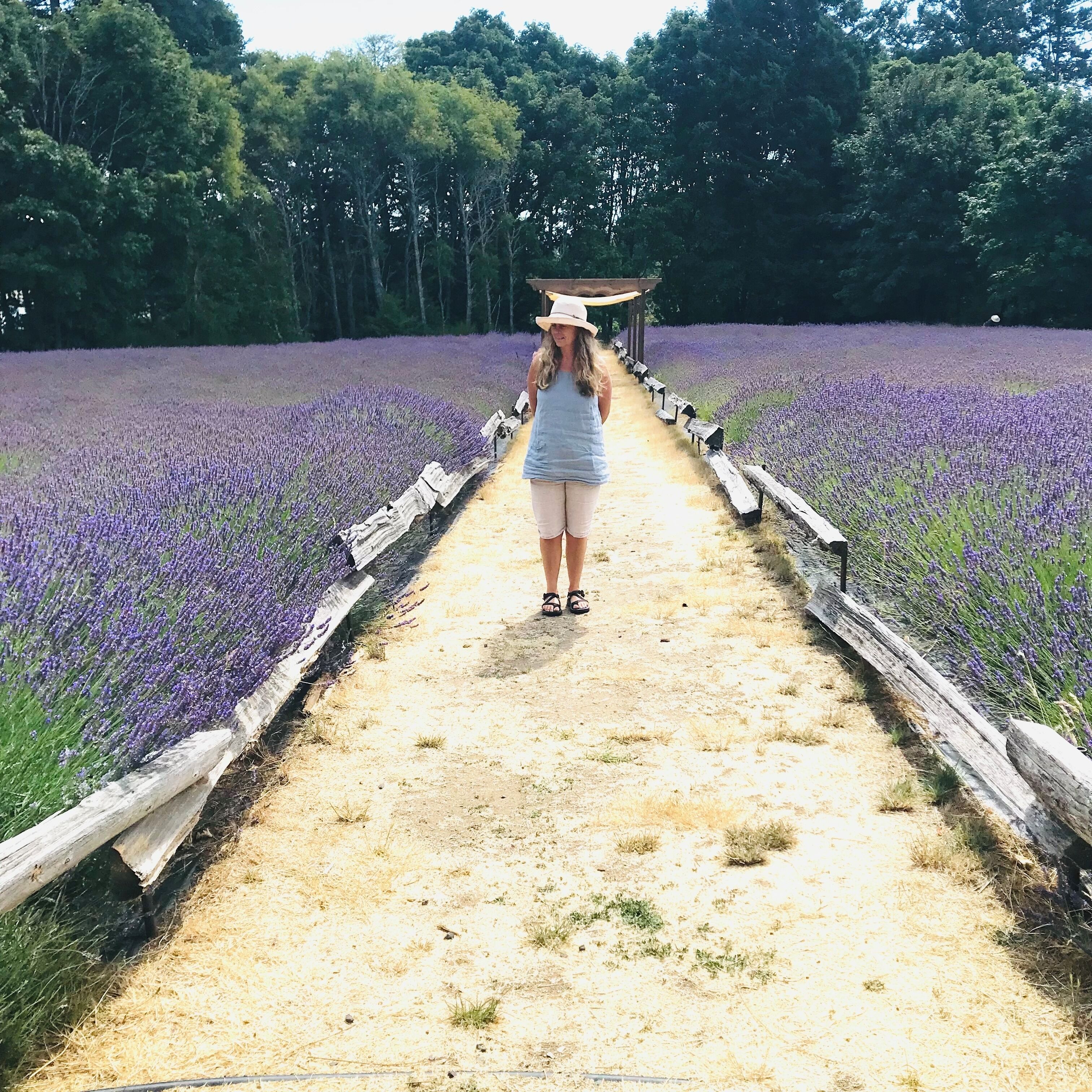 A pathway through a lavender field with a wooden fence on one side and trees on the other.