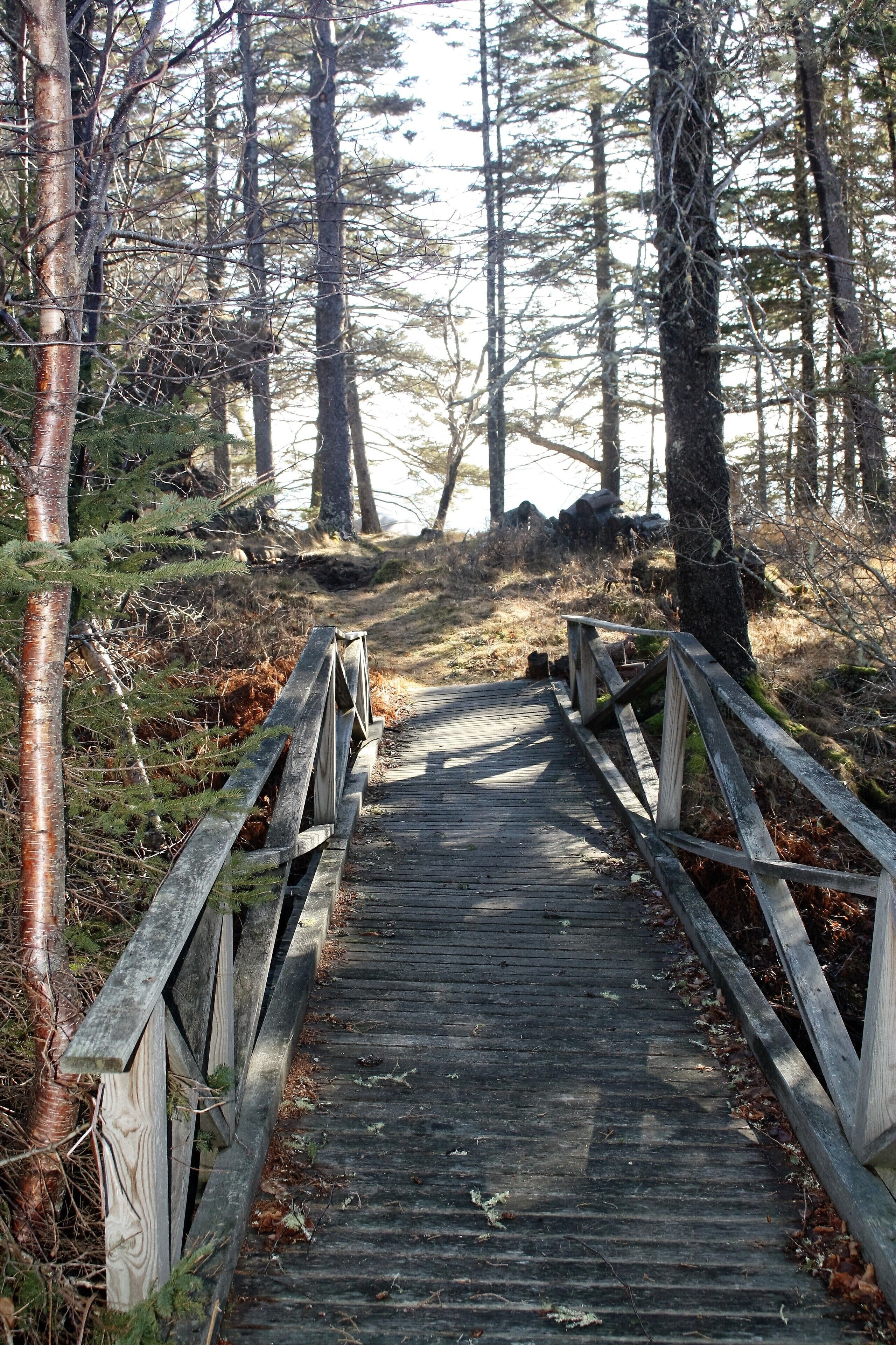 A wooden boardwalk leading through a forested area with trees and natural scenery.