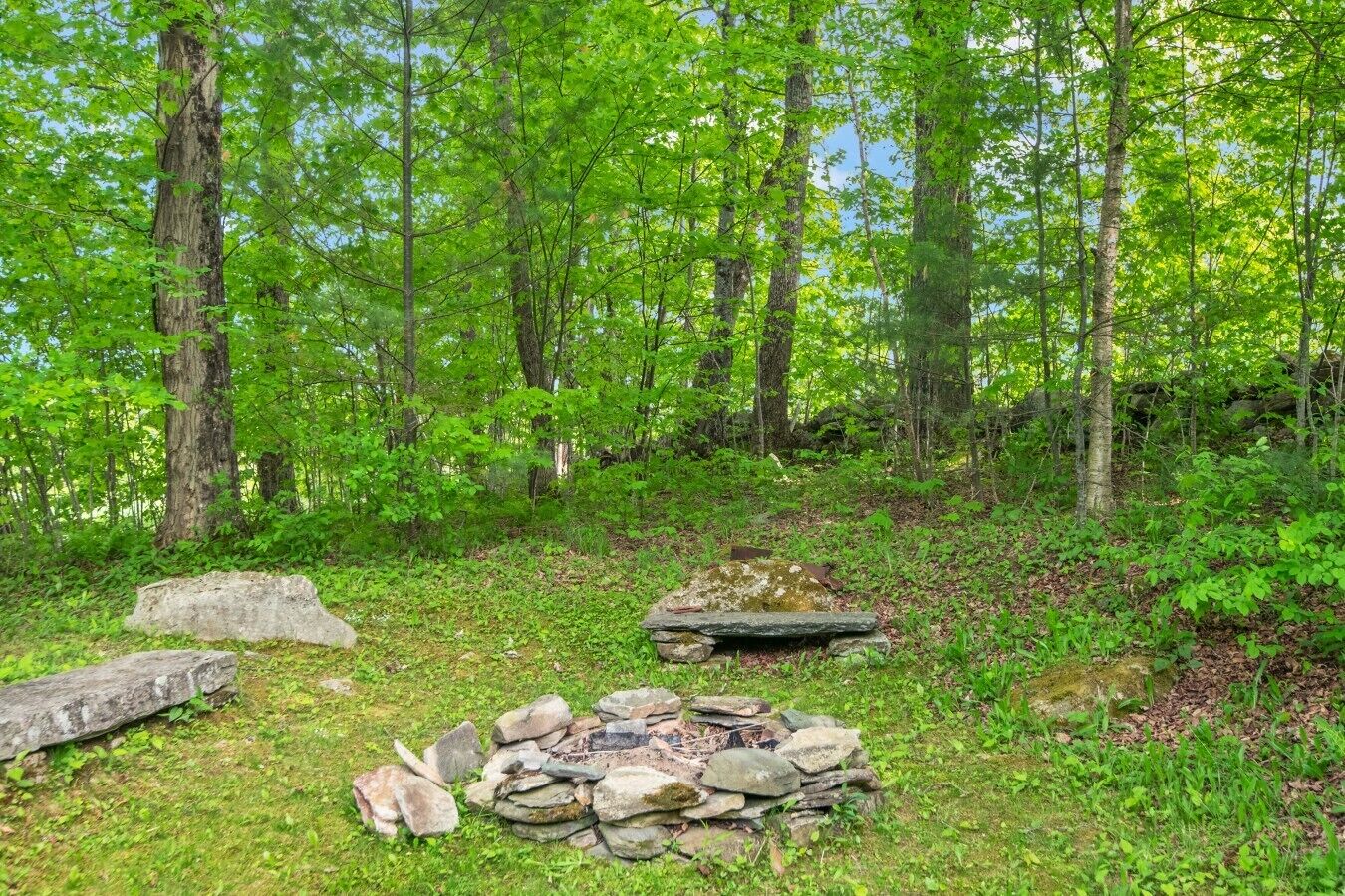 A forest with a stone fire pit surrounded by rocks and greenery.