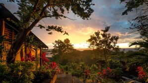 A tropical garden with a wooden pathway leading to a building with a sloped roof.