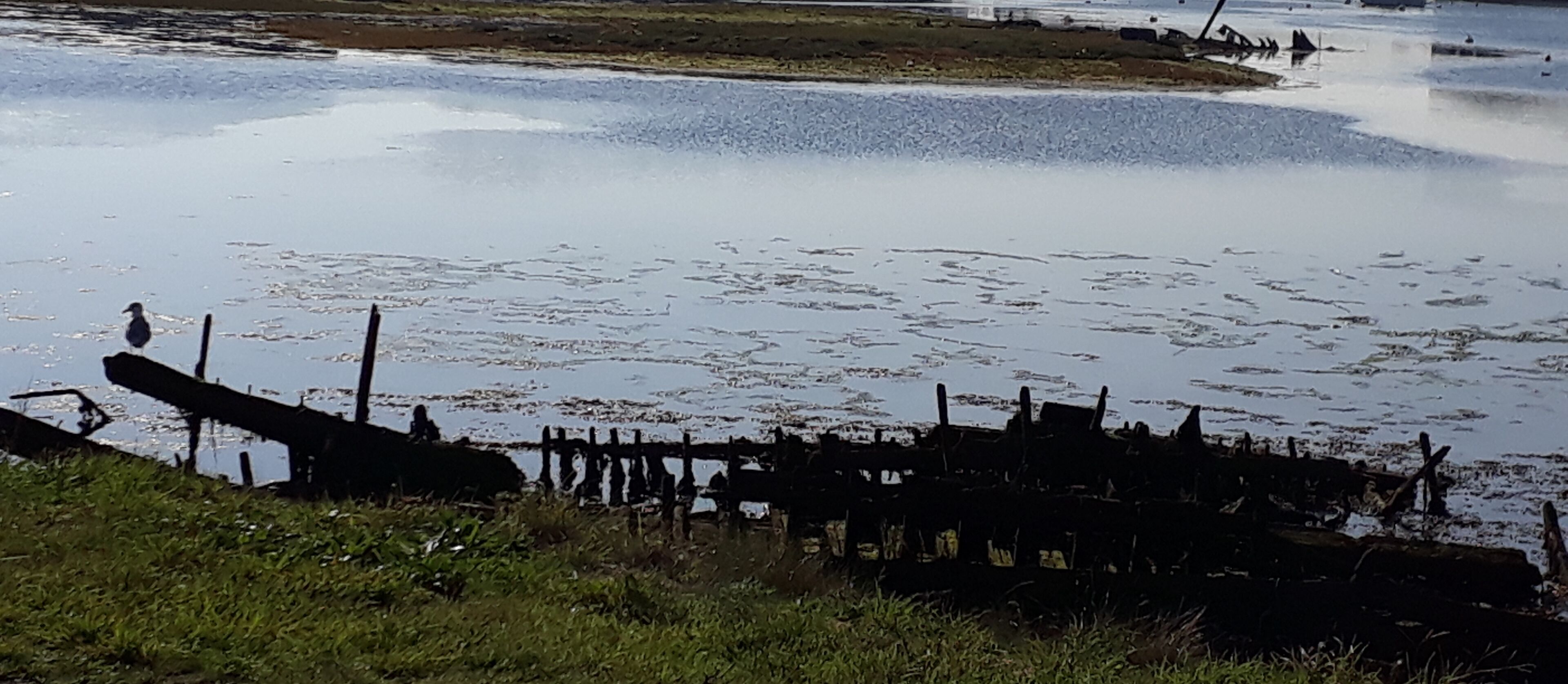 A waterfront view with a wooden dock extending into a calm body of water.