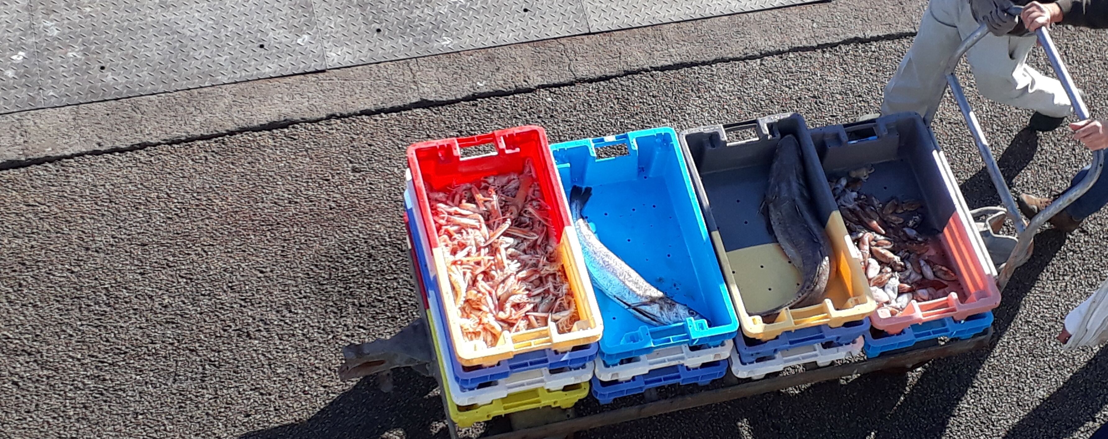 Un chariot muni de plusieurs bacs en plastique contenant des fruits de mer, placé sur une surface texturée.