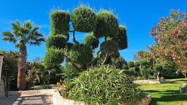 Ein angelegter Garten mit verschiedenen Bäumen und Sträuchern, einem Kiesweg und einem strahlend blauen Himmel.