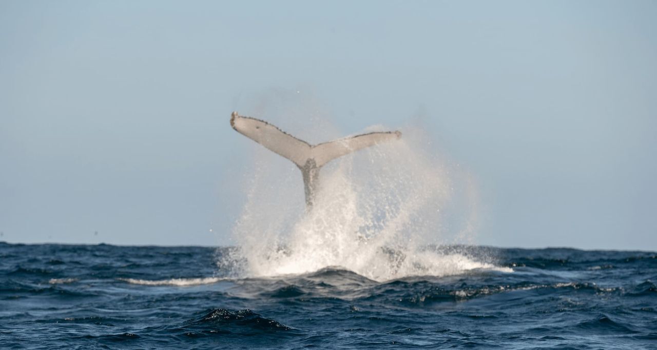 La cola de una ballena emergiendo del agua, generando un chapoteo.