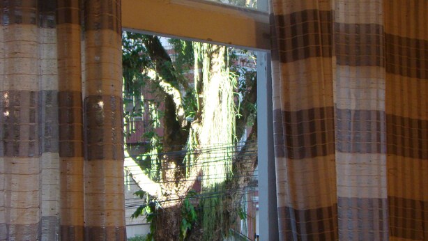 A window with a view of a tree and a fence outside.
