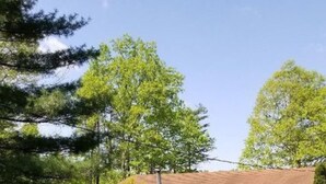 A single-story wooden cabin with a front porch, surrounded by dense trees and a gravel driveway. - HOT TUB COTTAGE near Cave Run Lake, Kentucky, Red River Gorge,Morehead Kentucky (Wellington)