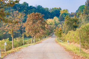 A paved road flanked by trees and grassy areas, leading into a forested area. - Borgo Malvasia- Ca' Palazzo (Sasso Marconi)