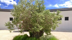 A tree in a landscaped area with a building in the background. - B&B L'Escale Cote Bleue (Sausset-les-Pins)