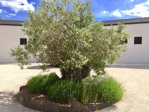 Property grounds - B&B L'Escale Cote Bleue (Sausset-les-Pins)