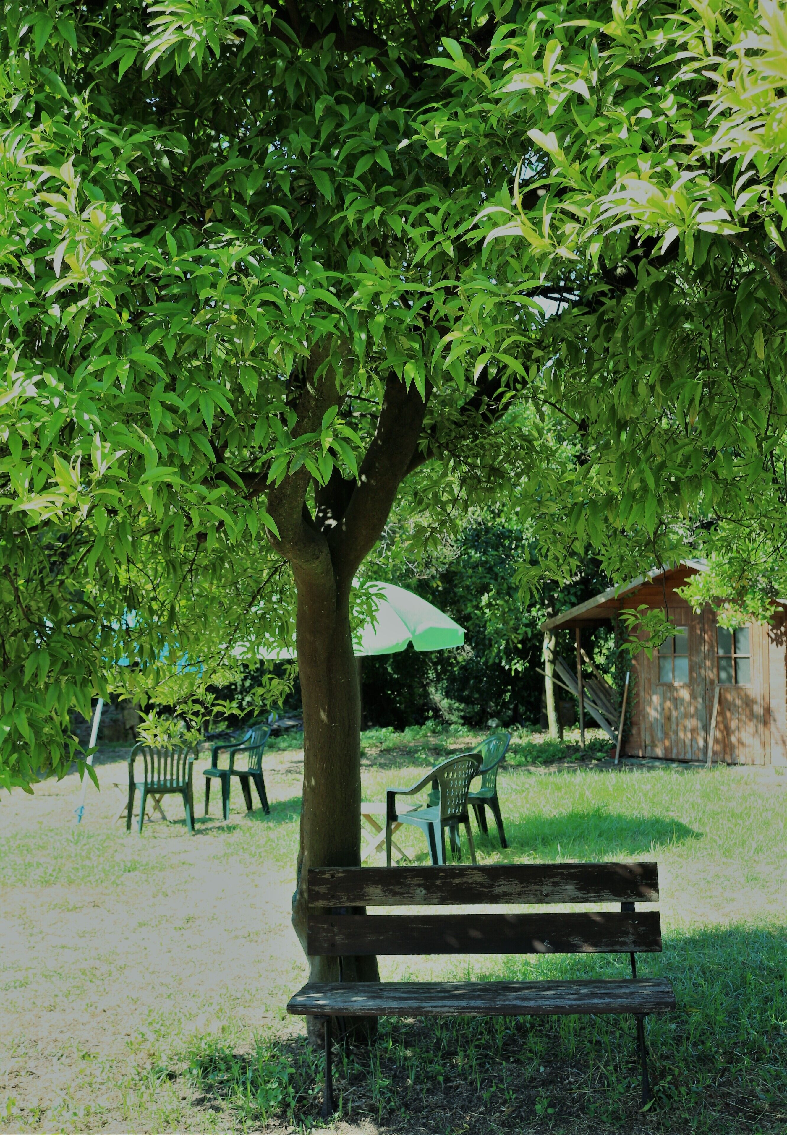 Un banc de parc sous un arbre, avec un parasol vert.