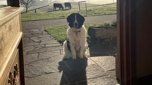 Un perro sentado frente a un edificio, con vistas a vacas pastando en un campo y montañas al fondo.