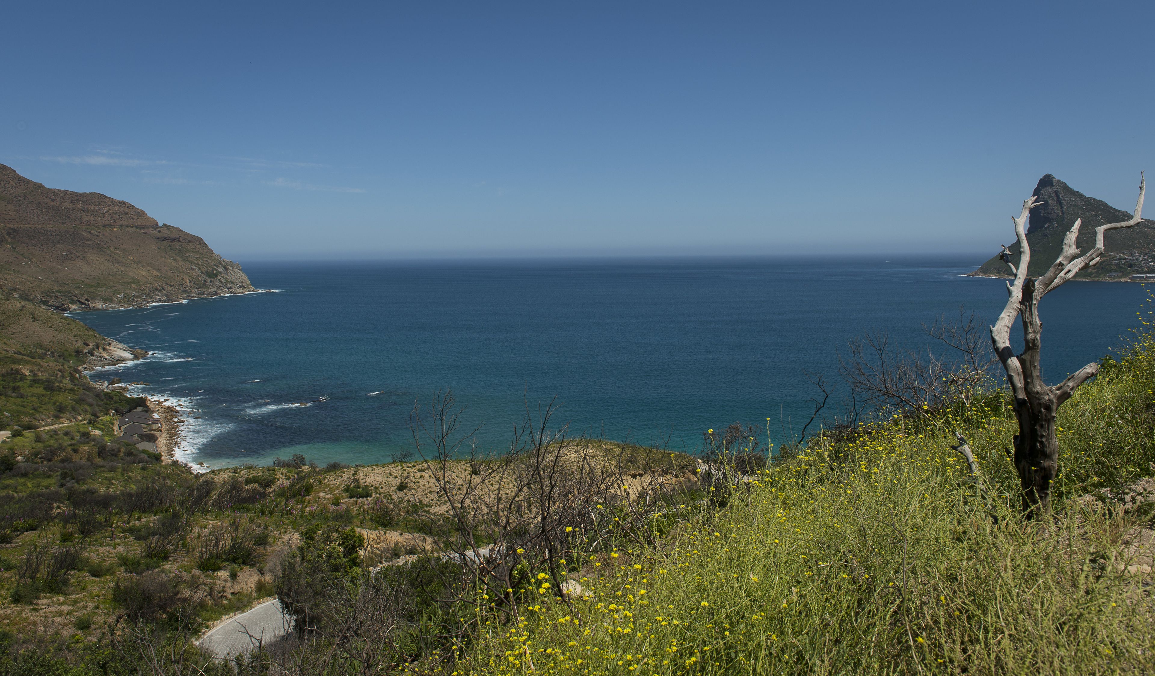 A coastal landscape with a clear view of the ocean, a rocky coastline, and a prominent dead tree in the foreground.