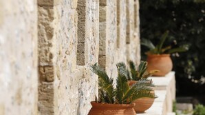 Una hilera de macetas de terracota con plantas sobre un muro de piedra.