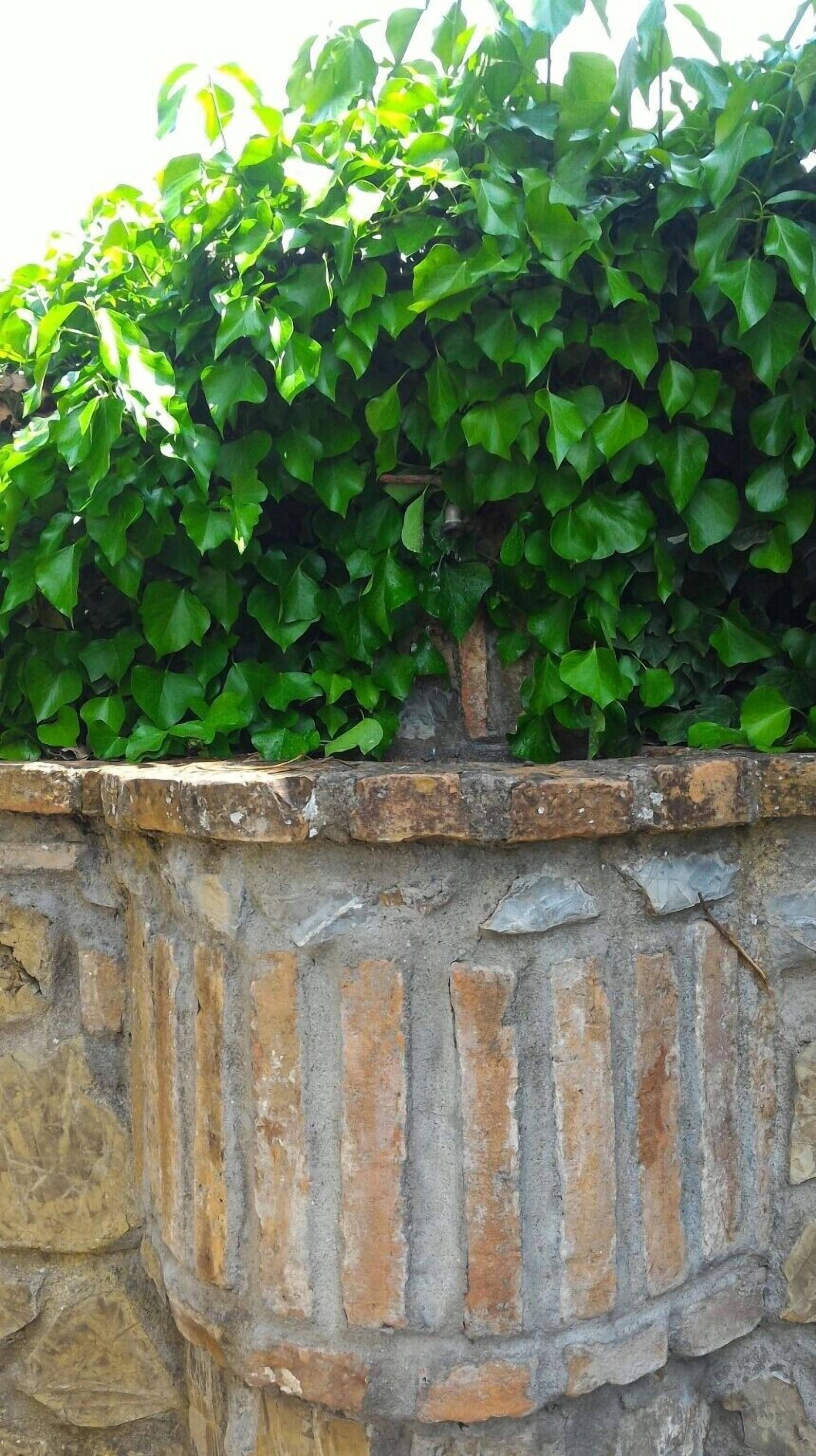 Un mur de pierre avec un motif en briques, sur lequel grimpe une haie verte et touffue.