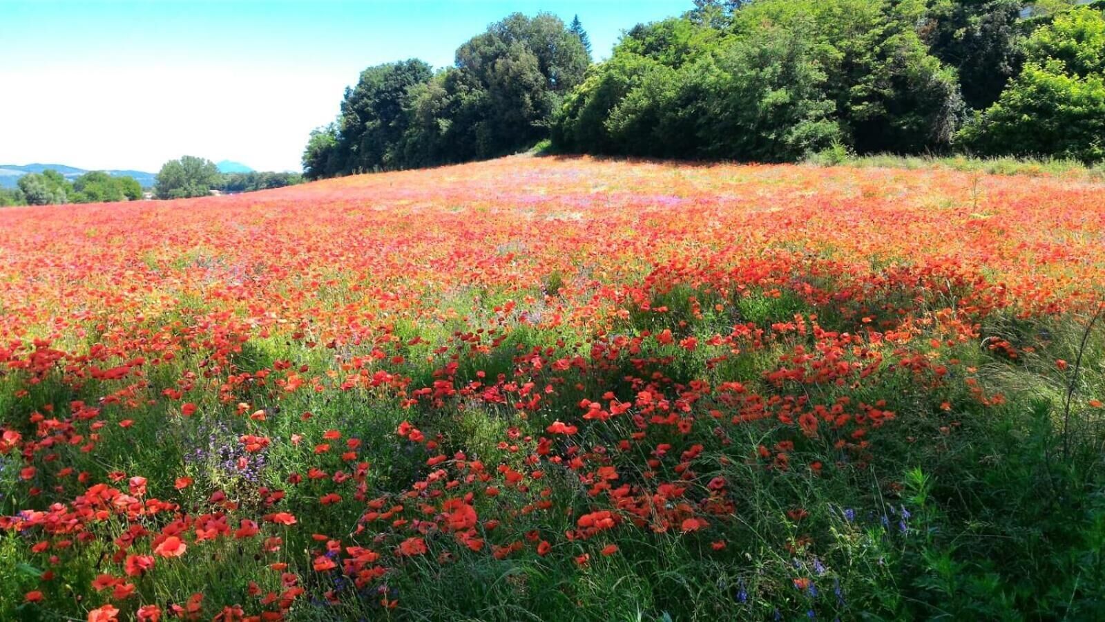 A field of red poppies with a forested hill in the background.