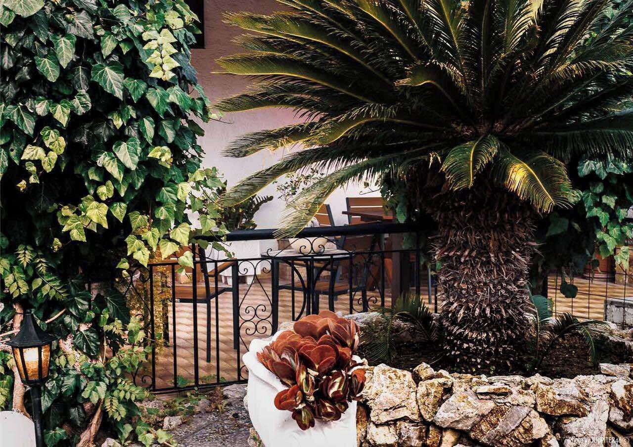 A garden with a palm tree, a stone wall, and a metal fence.