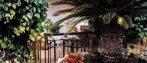 A garden with a palm tree, a stone wall, and a metal fence.