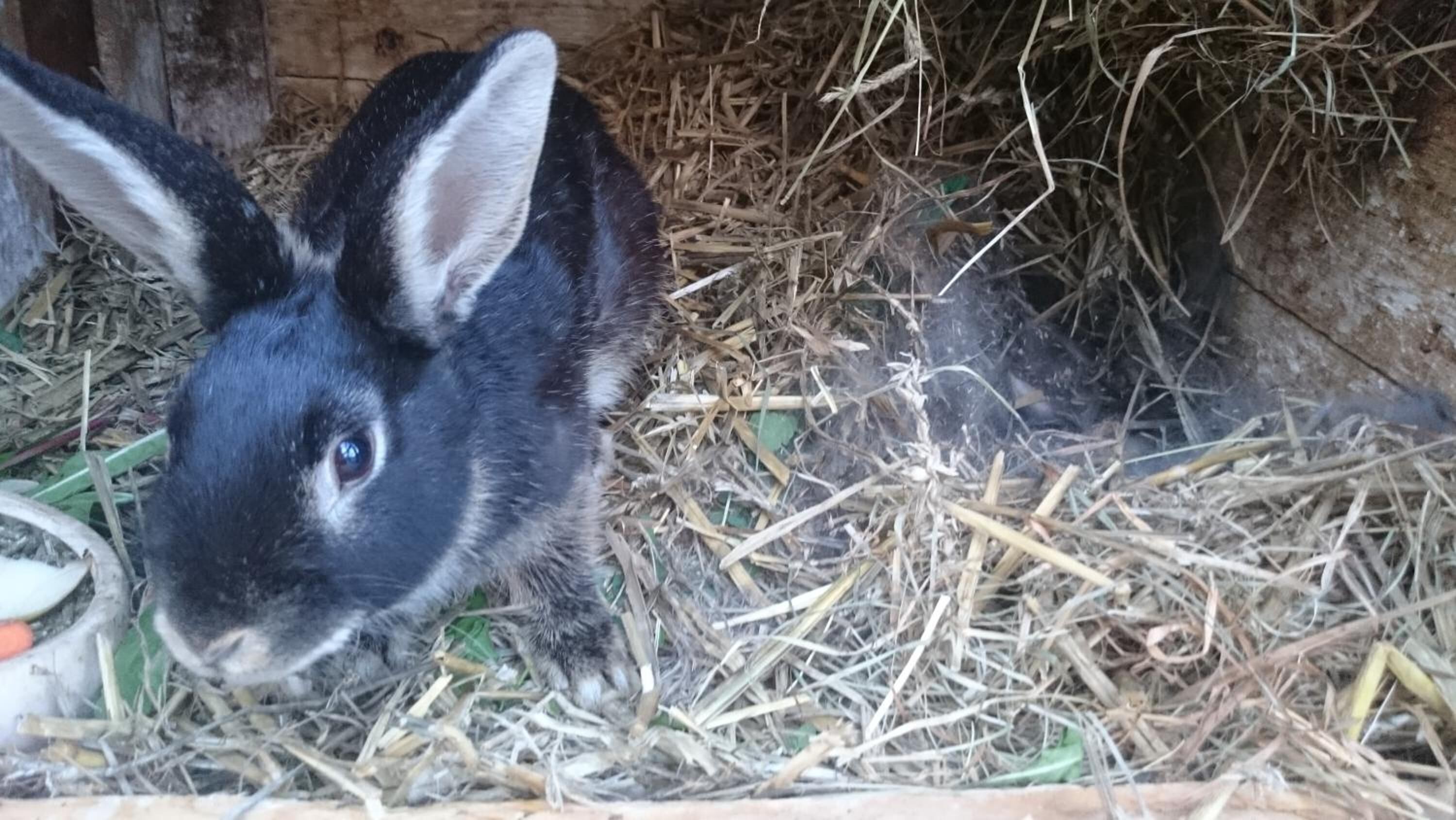 A rabbit in a wooden enclosure with hay and straw bedding.