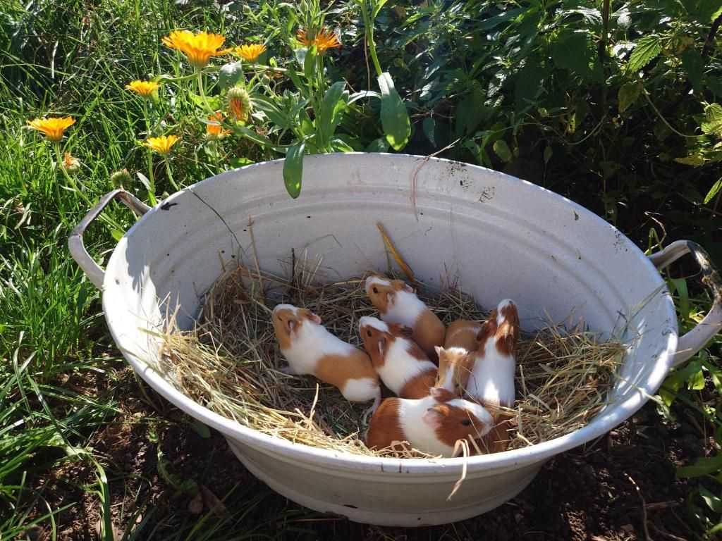 A white basin with handles containing several guinea pigs resting on hay.