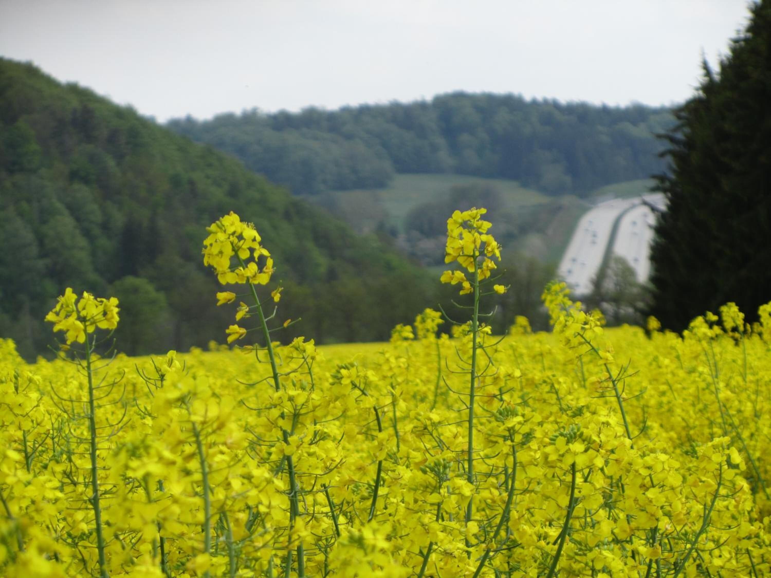 Ein Feld mit gelben Blumen, ein Fluss und Hügel im Hintergrund.
