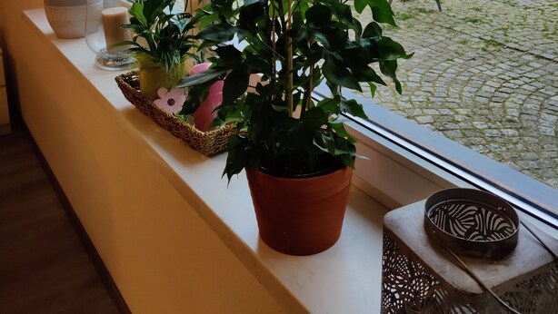 A window sill with potted plants, a candle, and a decorative item. - Ferienwohnung Brunow (Neundorf)