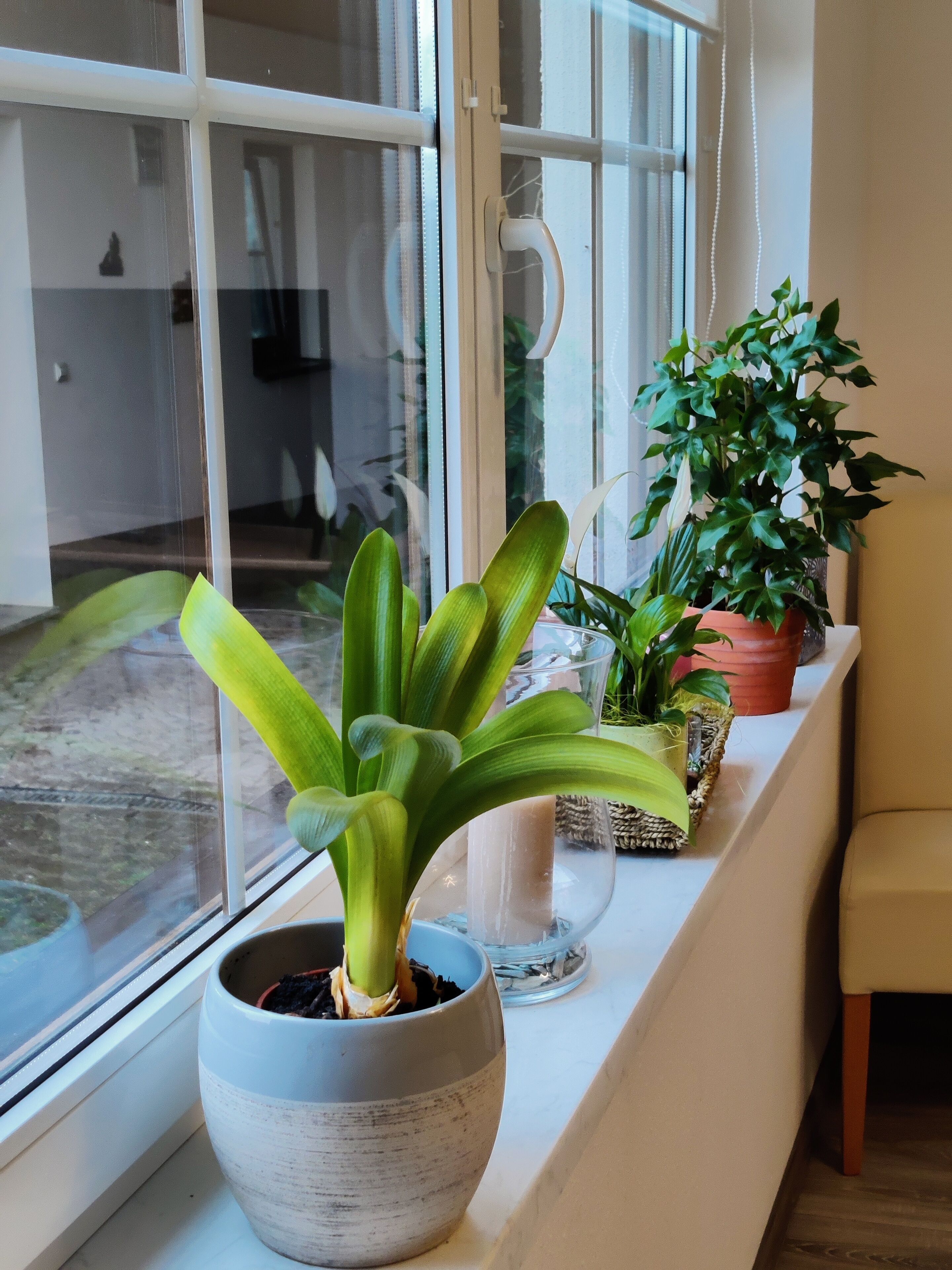 Una planta en maceta sobre un alféizar con vistas al exterior.